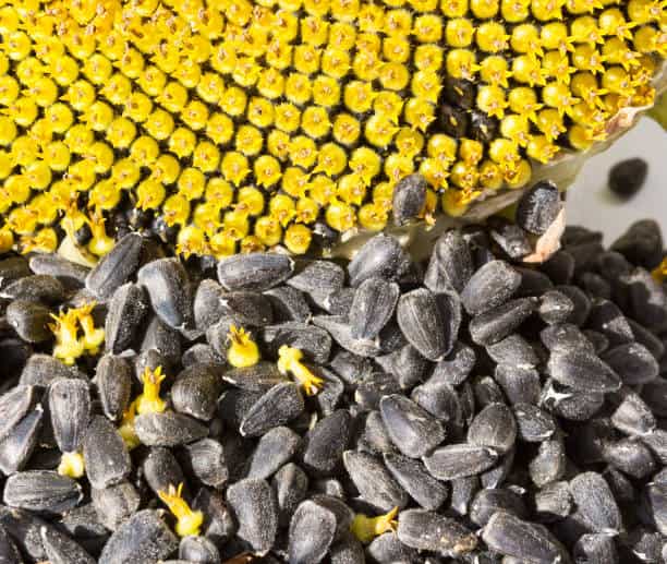 تصویر 2 از قیمت تخمه آفتابگردان صادراتی + خرید باور نکردنی